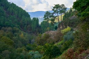 woodland scene, autumn, Douro Valley, Portugal woodland scene, autumn, Douro Valley, Portugal